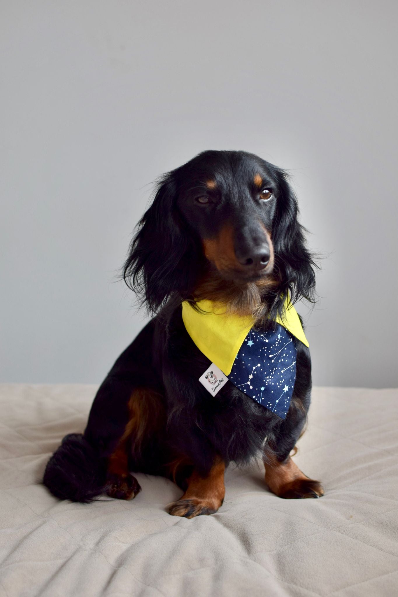 Dog charms bandanas best sale